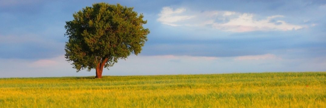 marecape's profile banner image