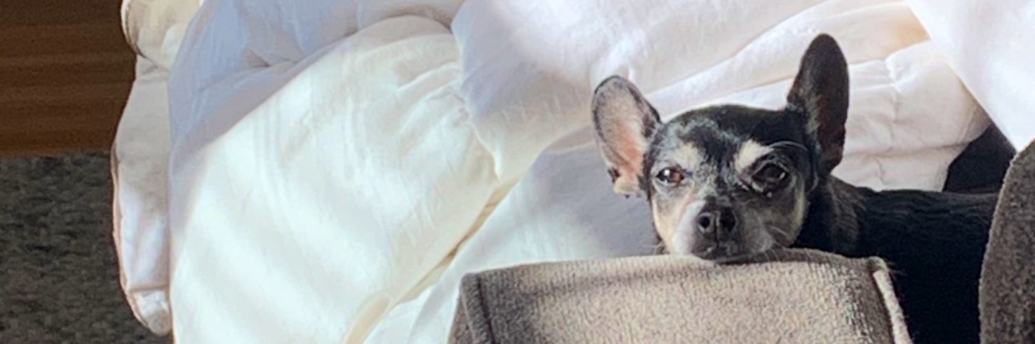 CozyGalMel's profile banner image