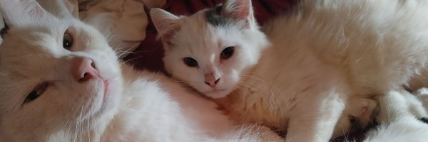 chantaltouzel2 Profile Banner