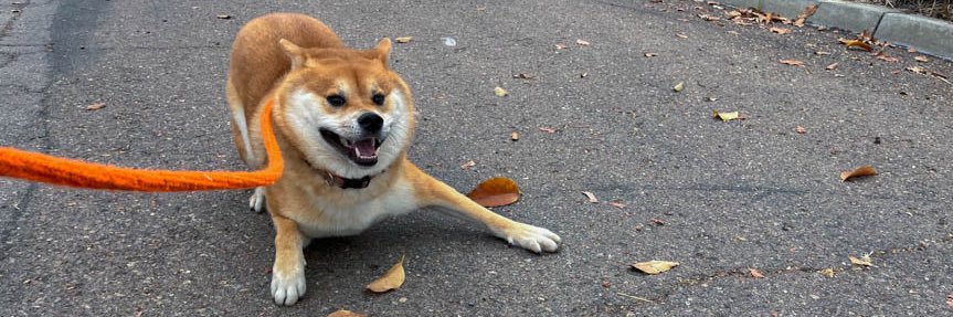 roastedgrokkoli's profile banner image