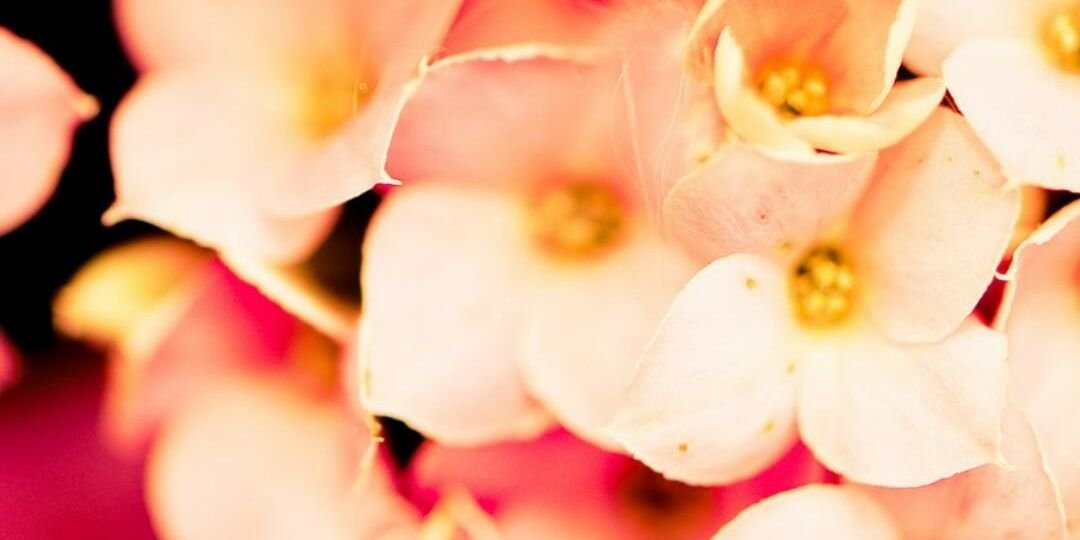 cano_marta's profile banner image