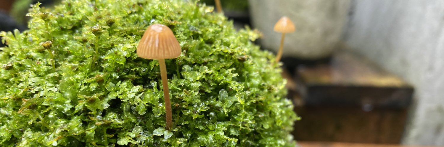苔を観察する人 banner