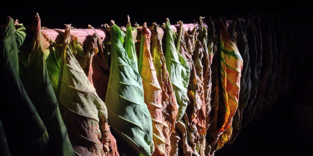 La Flor Dominicana banner