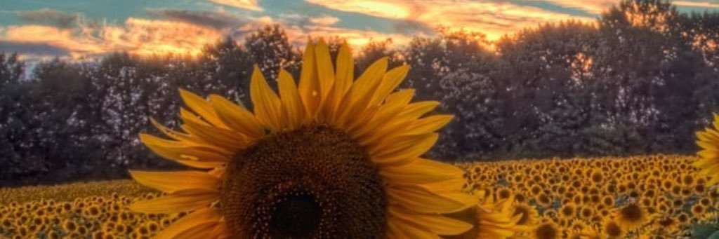 Meggyk25's profile banner image