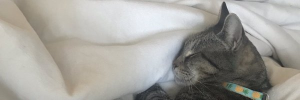 catncarattt Profile Banner