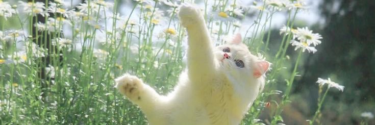 𝐩𝐚𝐭𝐭𝐲 𝐬𝐚𝐧. ᴗ̈ ft อาทิตย์ดาวตก banner