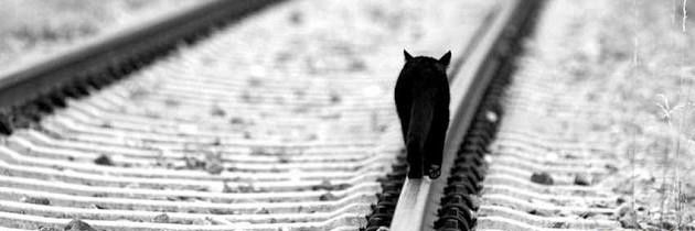 FCamila_Pontes's profile banner image