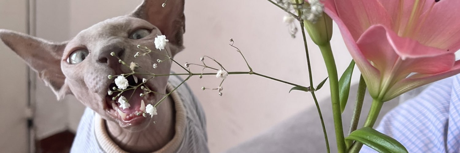 Meganjohnsoncb's profile banner image