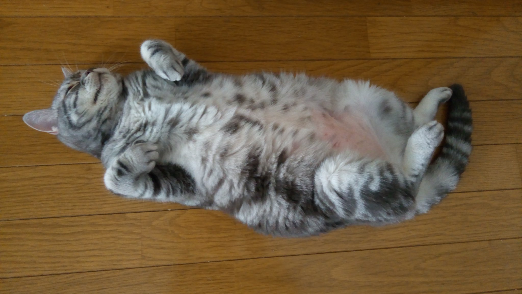 imozon@薫風🐱🐱🐱 banner