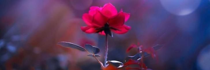 օռʊռƈʊ ӄօ̈ʏ banner