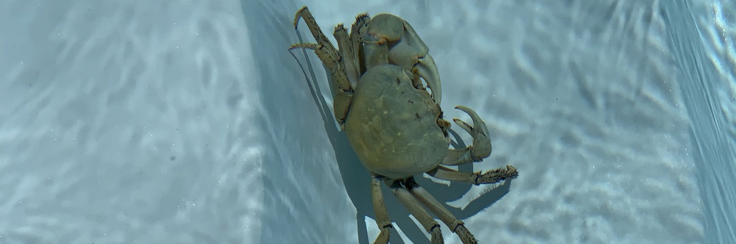 dearhest's profile banner image