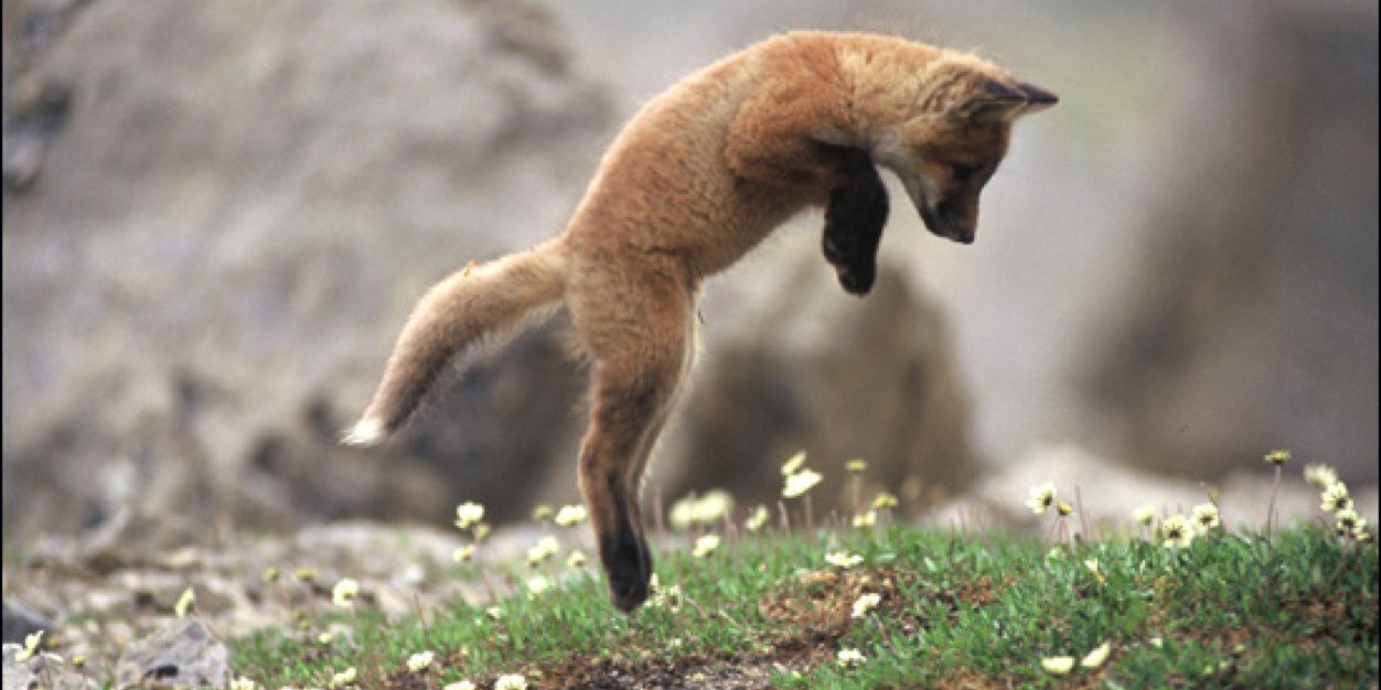 lov3foxx's profile banner image
