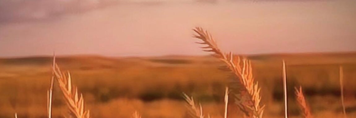 Mary Boyum banner