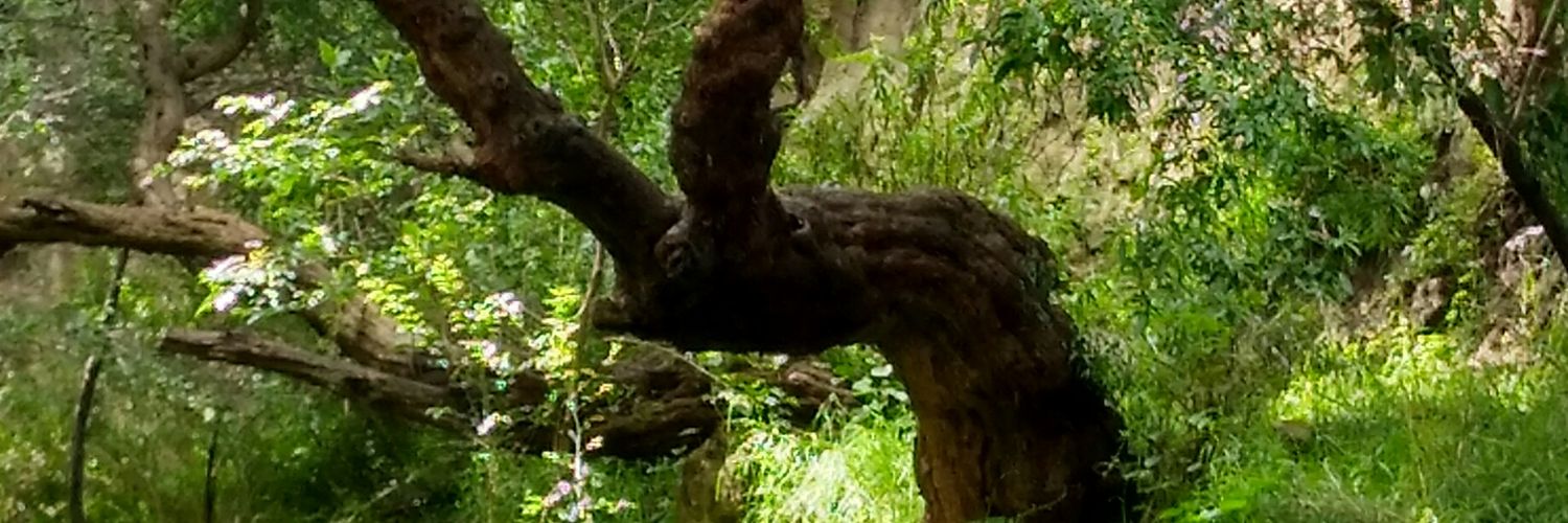 Darigal's profile banner image