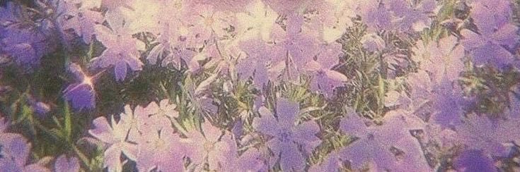 Gessami banner