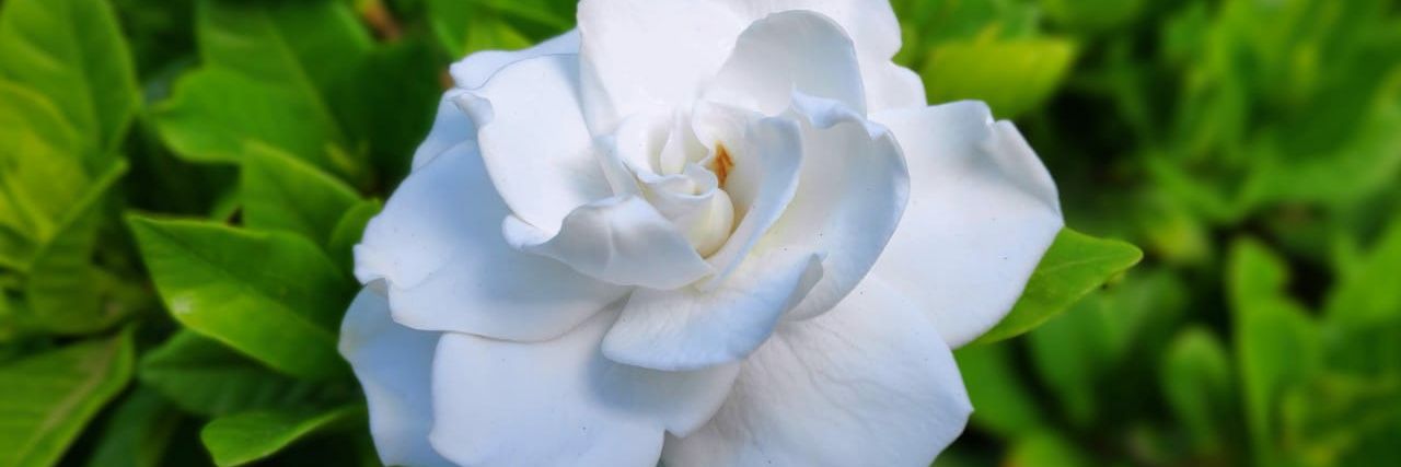 rizzantia's profile banner image