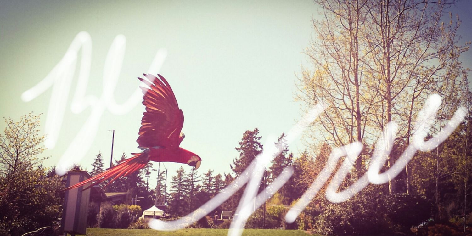 Blake Steele banner