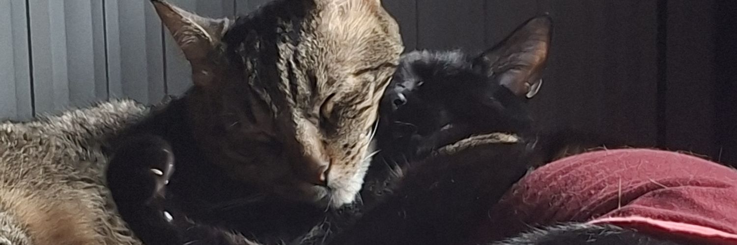 CryBabyDett's profile banner image