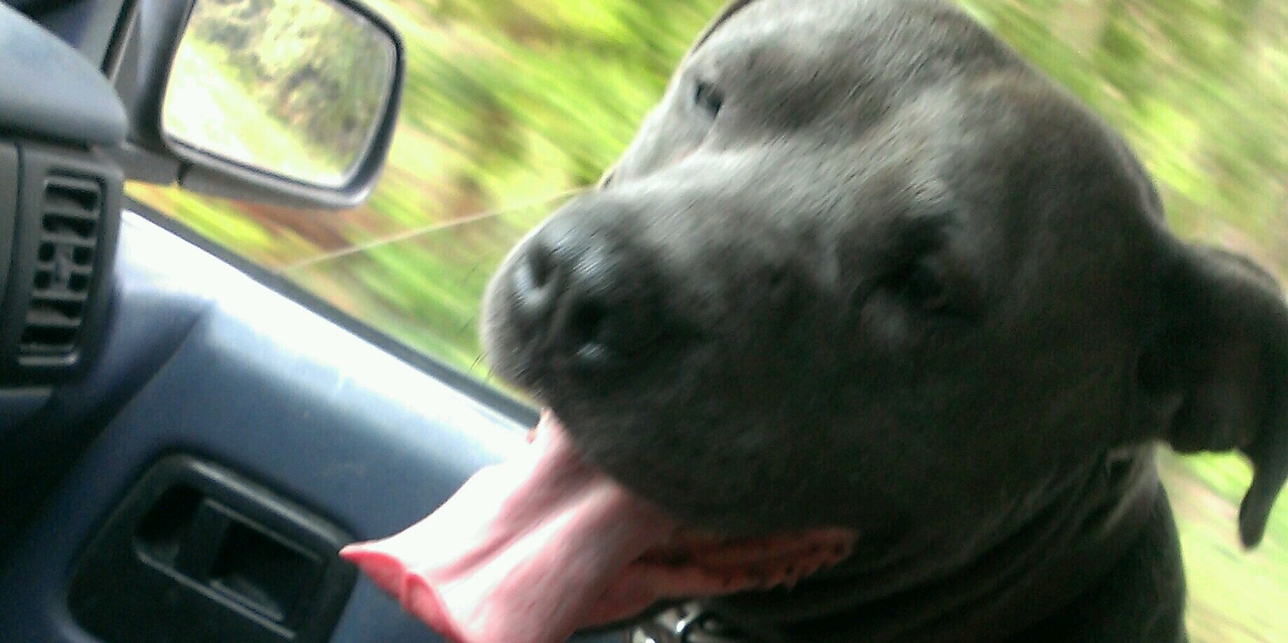 BlueDogWalker's profile banner image