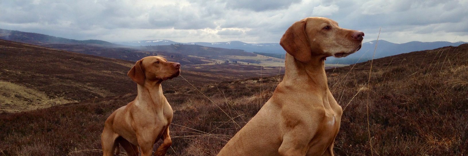 The Red Dog Company banner