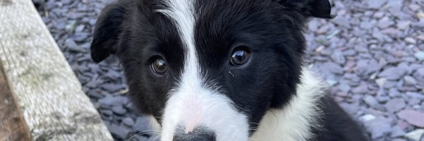 Sam_Crowston_ Profile Banner