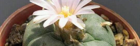 Jose Antonio Aguilar Ortiz Mena. banner