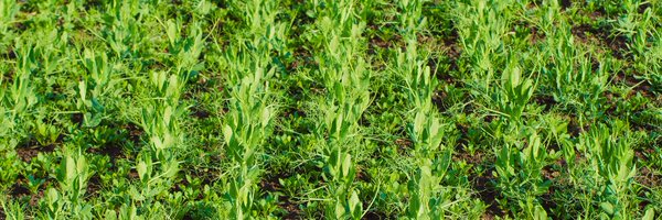 crop_aid Profile Banner