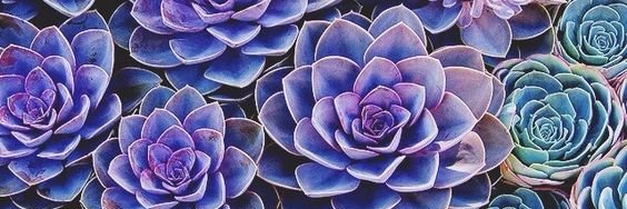 _Georgia_Laffan's profile banner image