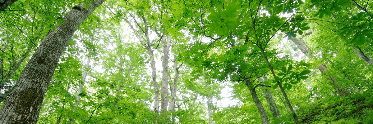米良克美｜幸せオタク 的个人资料封面