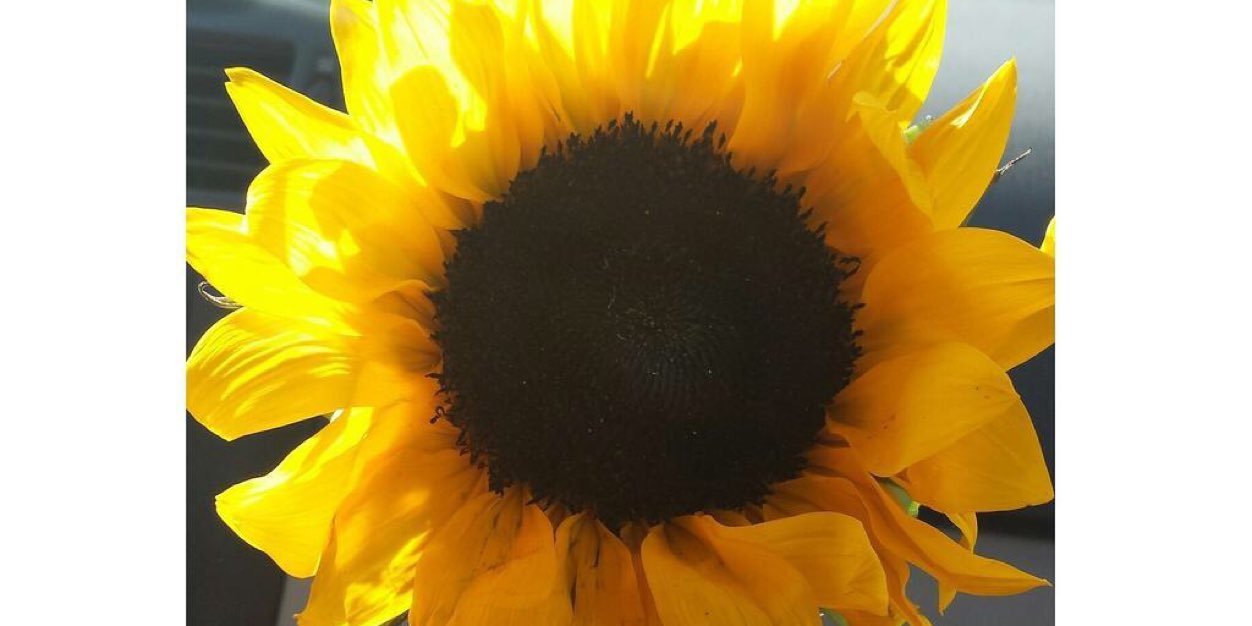 BlOSSOMrtr's profile banner image