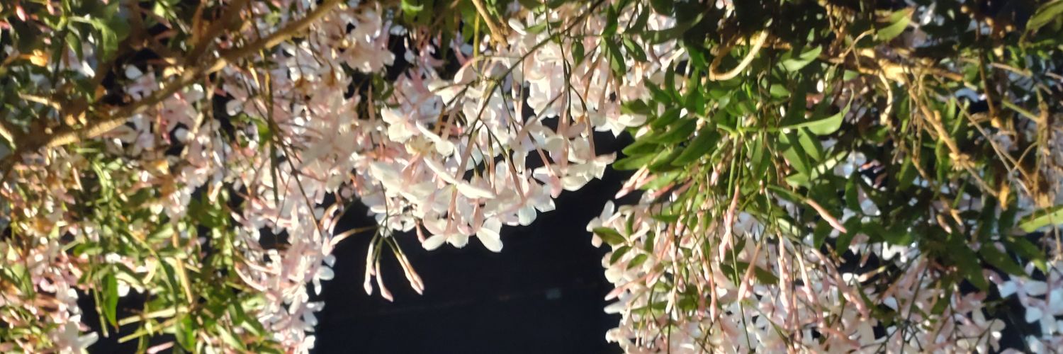 lilynoel's profile banner image