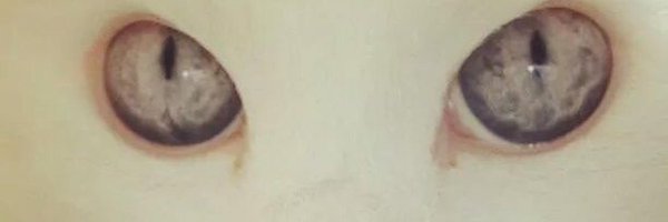 paco229 Profile Banner
