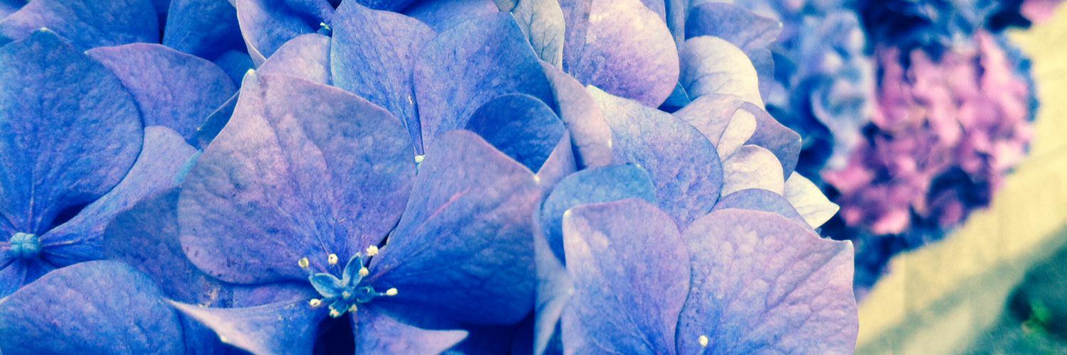 もじゃD@休止中 banner