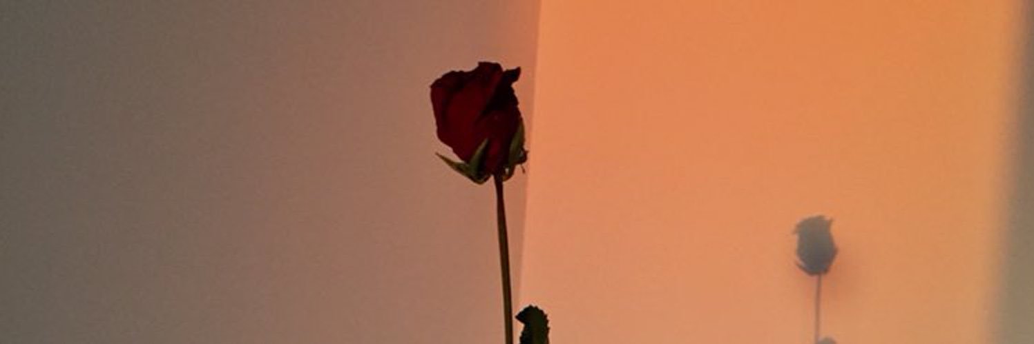 sureyyaplt's profile banner image