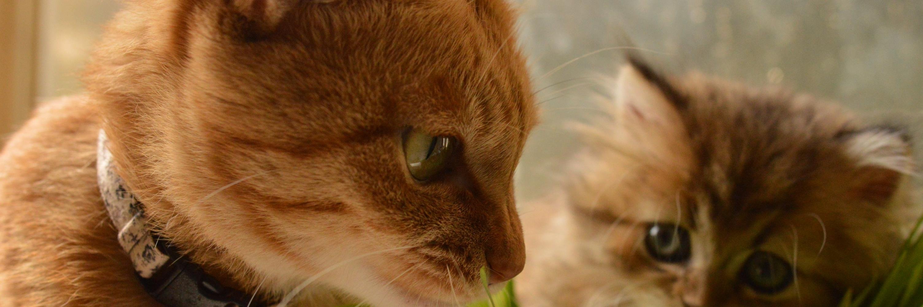 cafek2's profile banner image