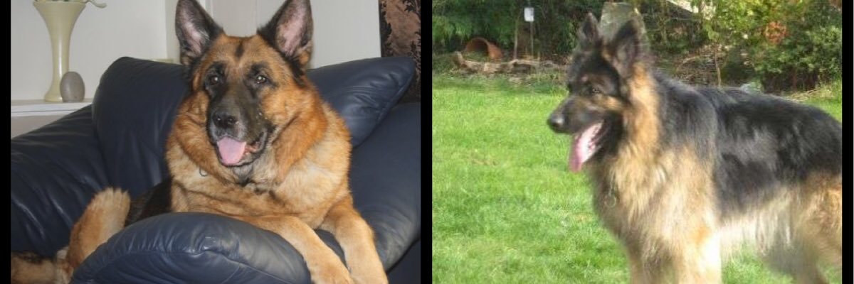 Katy4dogfoster's profile banner image