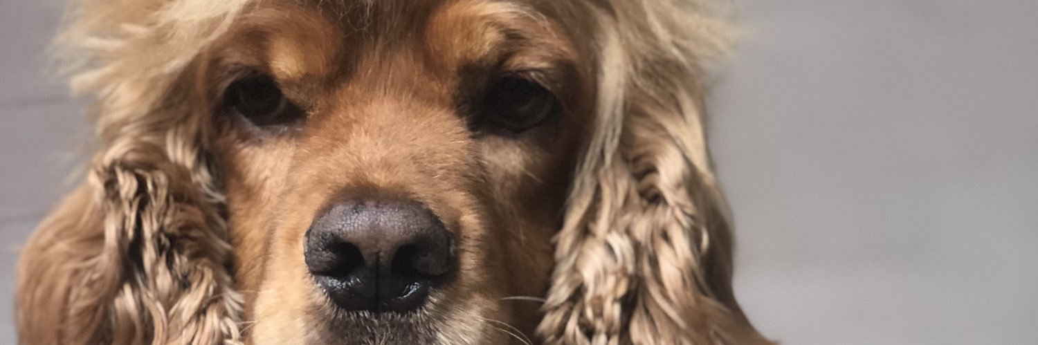 npovedar's profile banner image