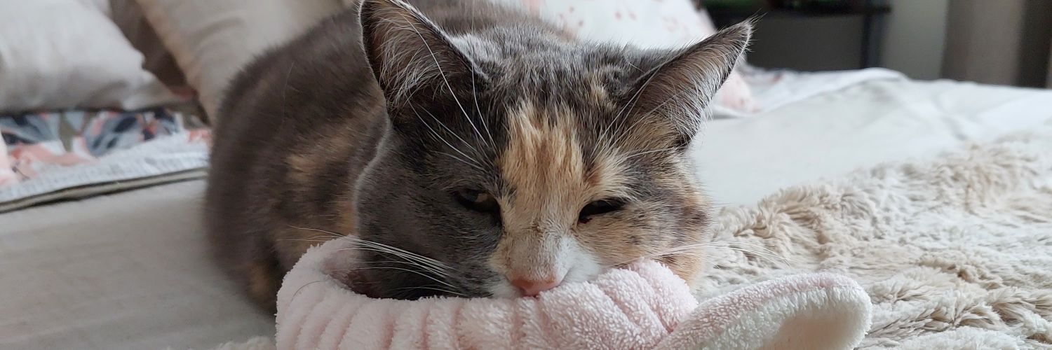 ViVi 🐾🐈 banner
