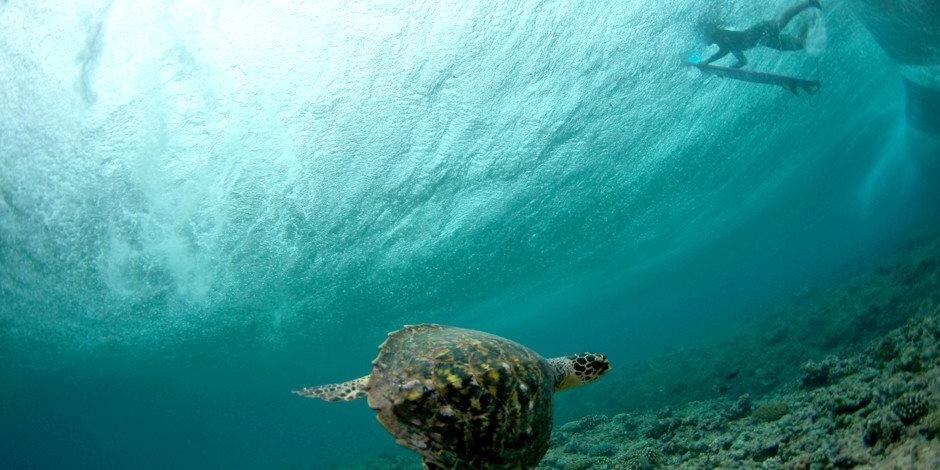 Tatiana Weimer banner