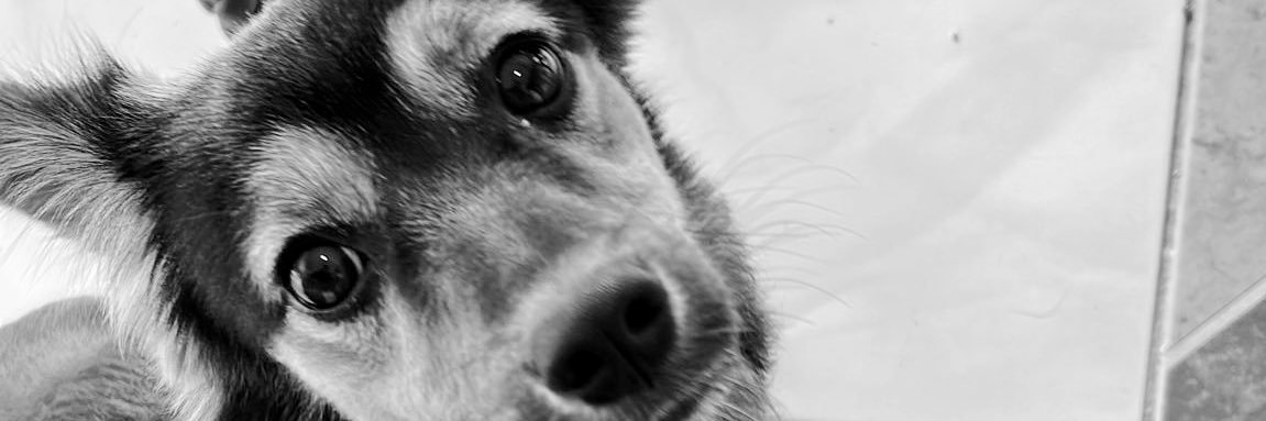 thisishoppala's profile banner image