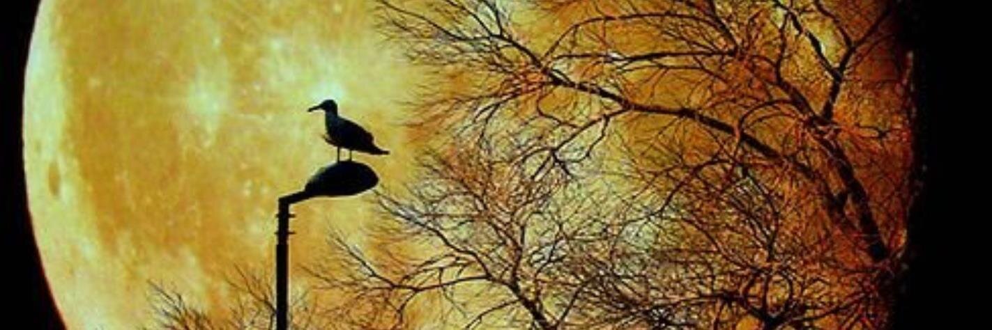 chanelcventer's profile banner image
