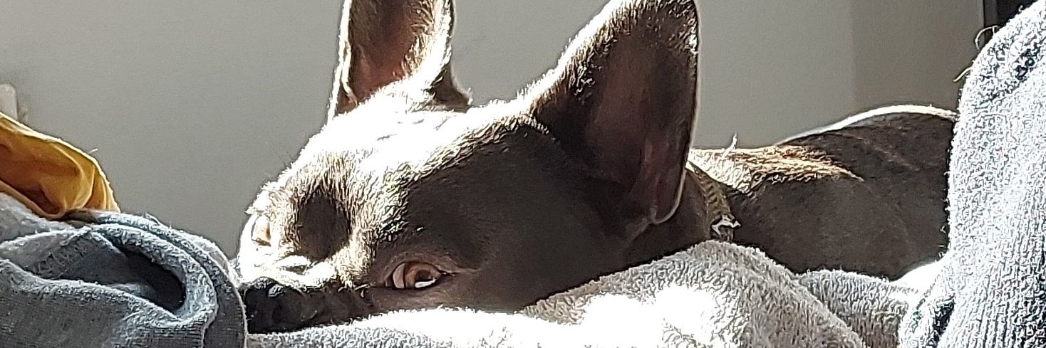 Goose_MA_'s profile banner image