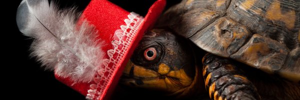 bigmacdturtle Profile Banner