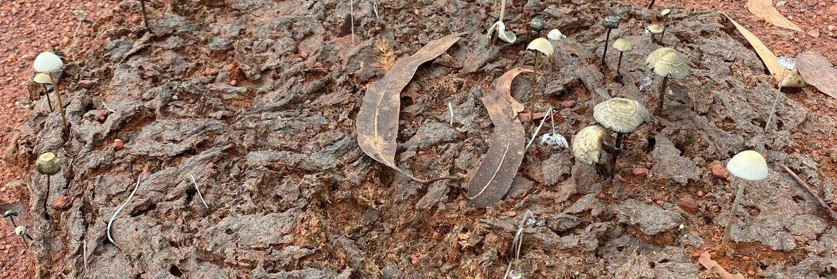 Forest banner