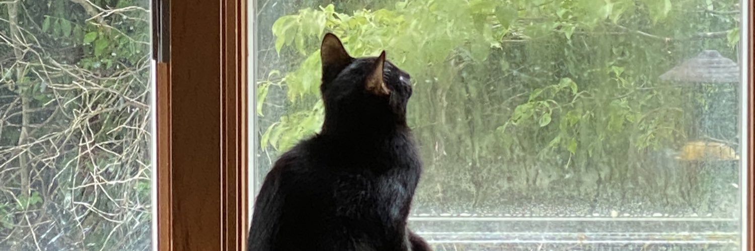 SnoWhiteMittens's profile banner image