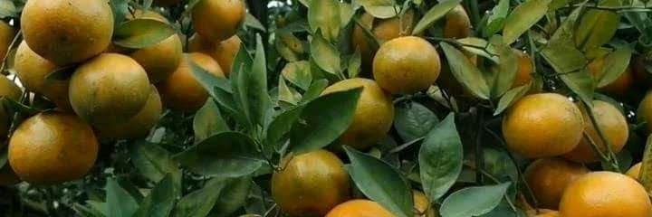 bsshaider's profile banner image