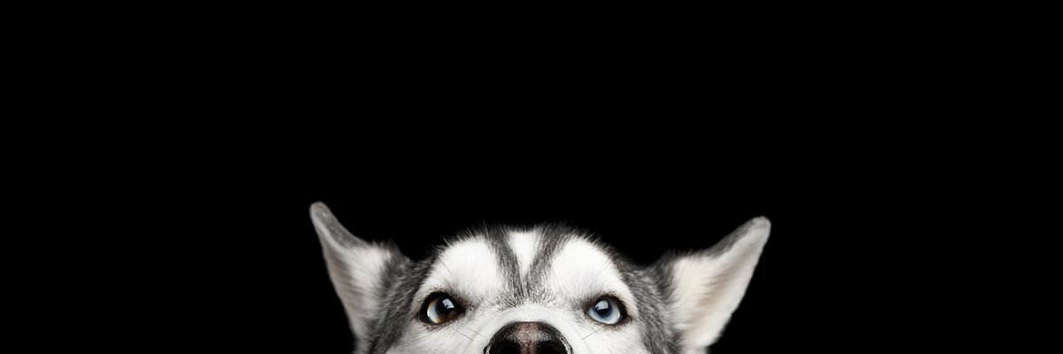 GrehardOtter 🔜 PAWAI 2026 banner