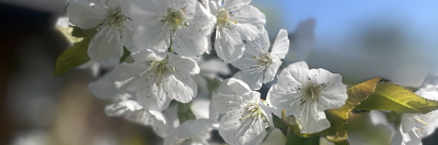Michael Traboulsi banner