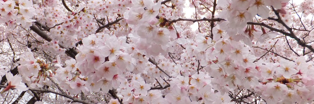 minaboshi's profile banner image