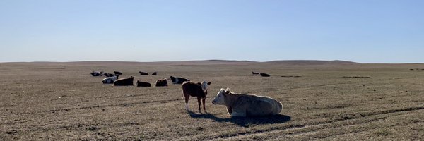 RSPCAInternat Profile Banner